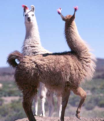 le lamas
