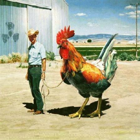 coq boys